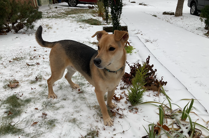 Good Afternoon, News: Emergency Weather Shelters Open, Council Votes Against Transparency, and SNOW! Like... EVERYWHERE!! ❄️